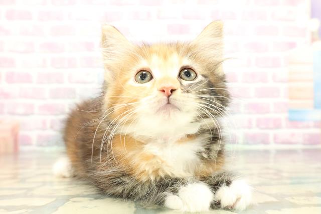 東京都のメインクーン (Coo&RIKU高円寺店/2026年1月2日生まれ/女の子/ブラウンパッチドタビーホワイト)の子猫の3枚目の画像