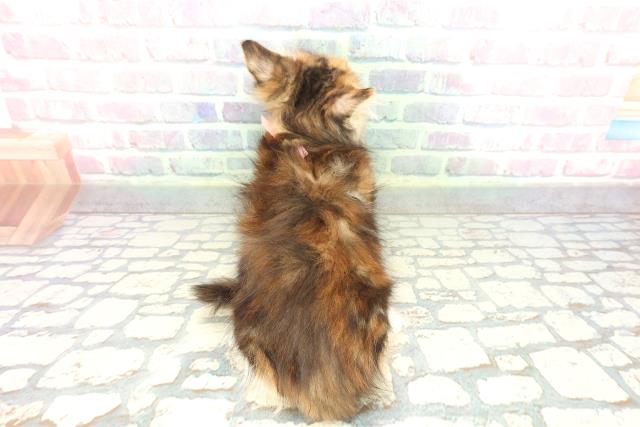 東京都のメインクーン (Coo&RIKU高円寺店/2026年1月2日生まれ/女の子/ブラウンパッチドタビーホワイト)の子猫の4枚目の画像