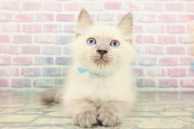 福井県のラグドール (Coo&RIKU福井店/2025年12月18日生まれ/男の子/ブルーポイント)の子猫の1枚目の画像