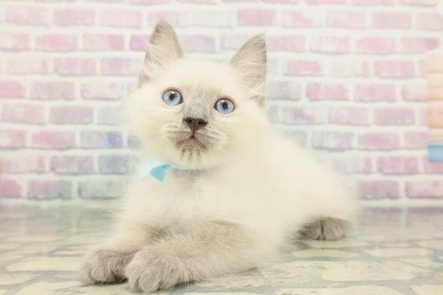 福井県のラグドール (Coo&RIKU福井店/2025年12月18日生まれ/男の子/ブルーポイント)の子猫の2枚目の画像