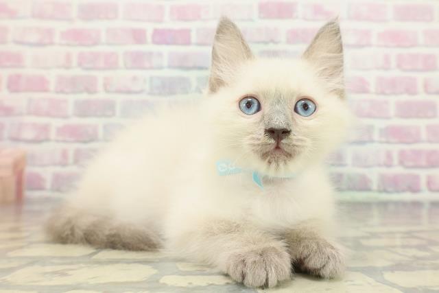 福井県のラグドール (Coo&RIKU福井店/2025年12月18日生まれ/男の子/ブルーポイント)の子猫の3枚目の画像