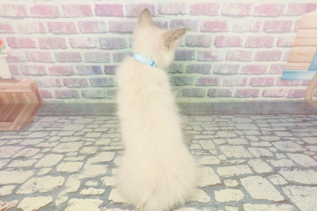福井県のラグドール (Coo&RIKU福井店/2025年12月18日生まれ/男の子/ブルーポイント)の子猫の4枚目の画像