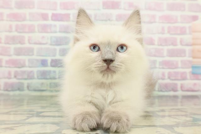 北海道のラグドール (Coo&RIKU苫小牧店/2025年12月18日生まれ/女の子/ブルーポイント)の子猫の1枚目の画像