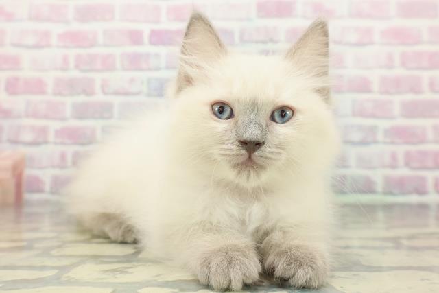 北海道のラグドール (Coo&RIKU苫小牧店/2025年12月18日生まれ/女の子/ブルーポイント)の子猫の3枚目の画像