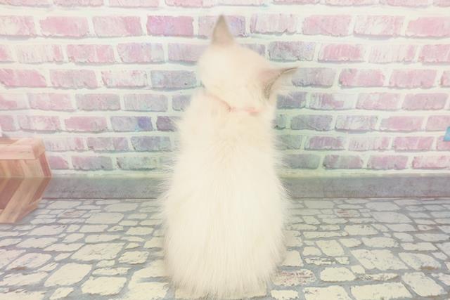 北海道のラグドール (Coo&RIKU苫小牧店/2025年12月18日生まれ/女の子/ブルーポイント)の子猫の4枚目の画像