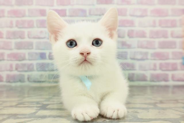 東京都のマンチカン (Coo&RIKU武蔵小山店/2026年1月1日生まれ/男の子/ホワイト)の子猫の1枚目の画像