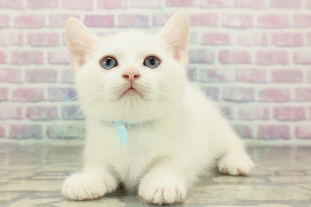 東京都のマンチカン (Coo&RIKU武蔵小山店/2026年1月1日生まれ/男の子/ホワイト)の子猫の2枚目の画像