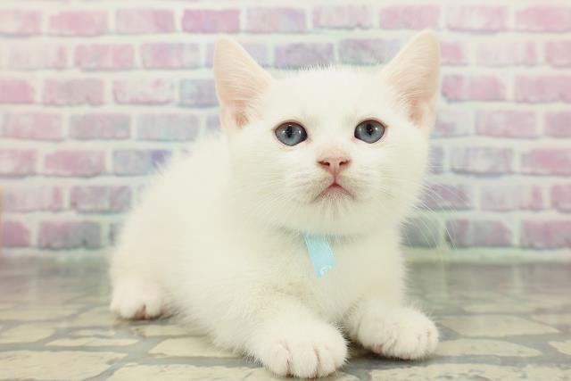 東京都のマンチカン (Coo&RIKU武蔵小山店/2026年1月1日生まれ/男の子/ホワイト)の子猫の3枚目の画像