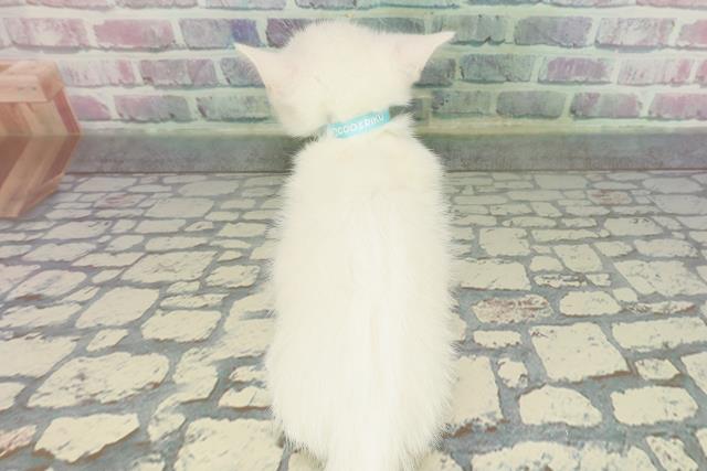 東京都のマンチカン (Coo&RIKU武蔵小山店/2026年1月1日生まれ/男の子/ホワイト)の子猫の4枚目の画像