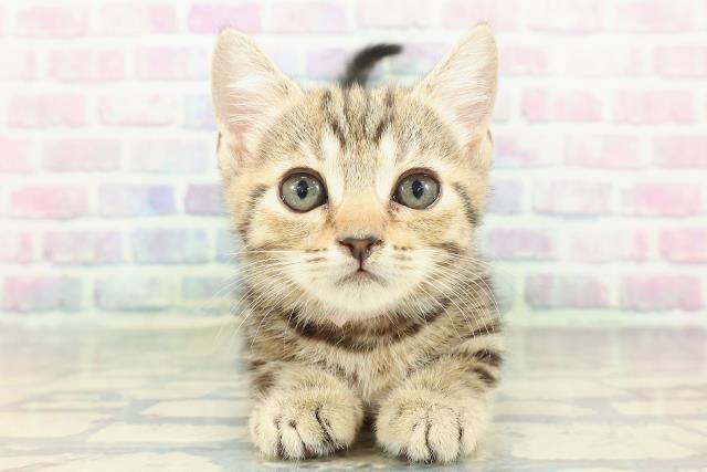 東京都のマンチカン (Coo&RIKU秋葉原店/2026年1月1日生まれ/女の子/ブラウンタビー)の子猫の1枚目の画像