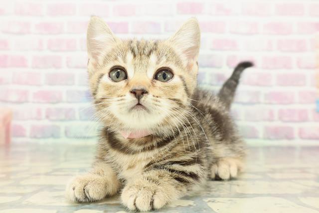 東京都のマンチカン (Coo&RIKU秋葉原店/2026年1月1日生まれ/女の子/ブラウンタビー)の子猫の2枚目の画像