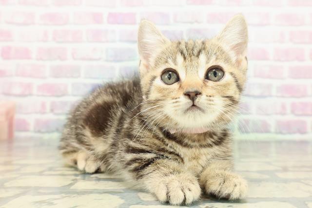 東京都のマンチカン (Coo&RIKU秋葉原店/2026年1月1日生まれ/女の子/ブラウンタビー)の子猫の3枚目の画像