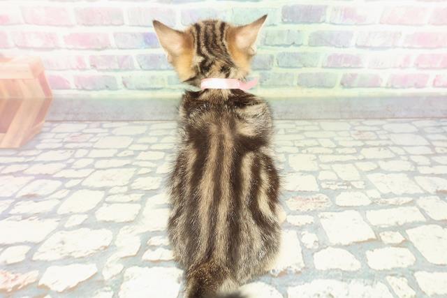 東京都のマンチカン (Coo&RIKU秋葉原店/2026年1月1日生まれ/女の子/ブラウンタビー)の子猫の4枚目の画像