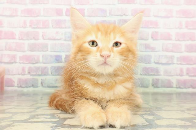 東京都のメインクーン (Coo&RIKU阿佐ヶ谷店/2026年1月3日生まれ/男の子/レッドクラシックタビーホワイト)の子猫の1枚目の画像