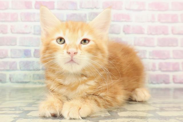 東京都のメインクーン (Coo&RIKU阿佐ヶ谷店/2026年1月3日生まれ/男の子/レッドクラシックタビーホワイト)の子猫の2枚目の画像