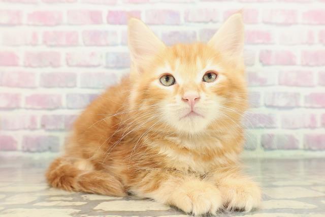 東京都のメインクーン (Coo&RIKU阿佐ヶ谷店/2026年1月3日生まれ/男の子/レッドクラシックタビーホワイト)の子猫の3枚目の画像