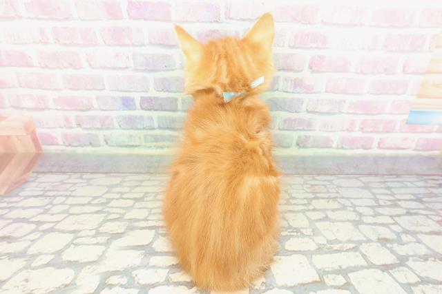 東京都のメインクーン (Coo&RIKU阿佐ヶ谷店/2026年1月3日生まれ/男の子/レッドクラシックタビーホワイト)の子猫の4枚目の画像