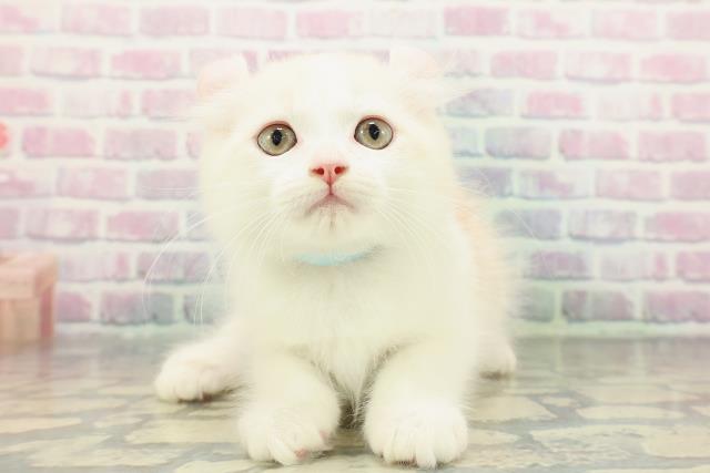 アメリカンカール