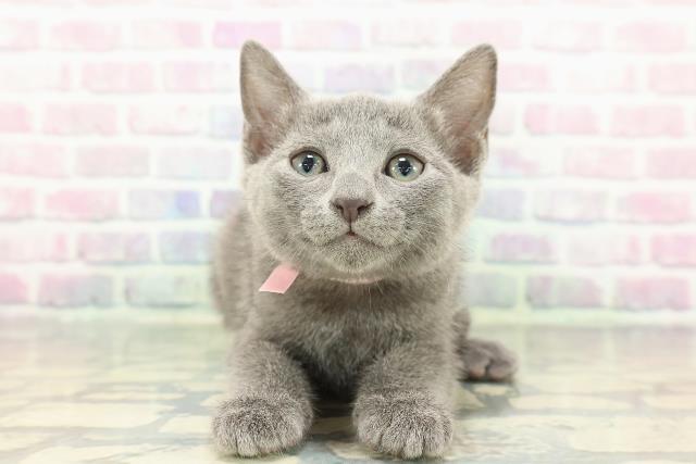 東京都のロシアンブルー (Coo&RIKU武蔵小山店/2025年12月30日生まれ/女の子/ブルー)の子猫の1枚目の画像