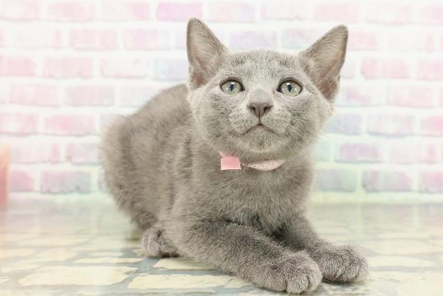 東京都のロシアンブルー (Coo&RIKU武蔵小山店/2025年12月30日生まれ/女の子/ブルー)の子猫の3枚目の画像
