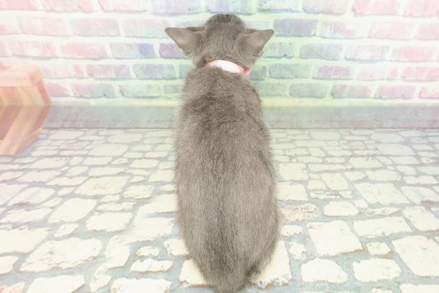 東京都のロシアンブルー (Coo&RIKU武蔵小山店/2025年12月30日生まれ/女の子/ブルー)の子猫の4枚目の画像