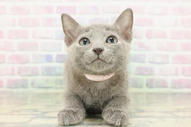 ロシアンブルー