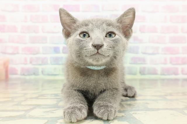 東京都のロシアンブルー (Coo&RIKU新宿三丁目店/2025年12月30日生まれ/男の子/ブルー)の子猫