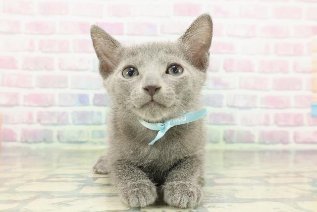 東京都のロシアンブルー (Coo&RIKU浅草店/2025年12月30日生まれ/男の子/ブルー)の子猫の1枚目の画像