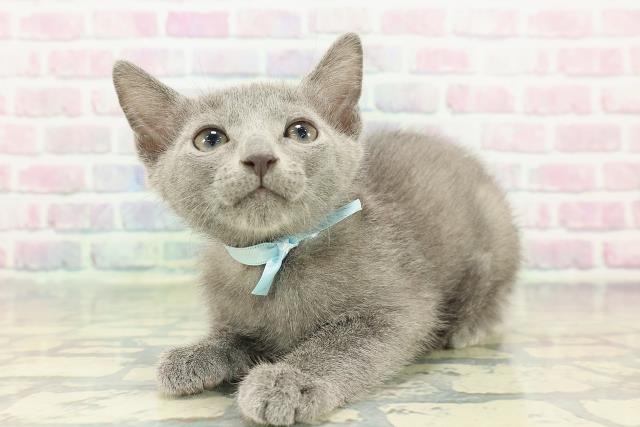 東京都のロシアンブルー (Coo&RIKU浅草店/2025年12月30日生まれ/男の子/ブルー)の子猫の2枚目の画像