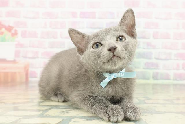 東京都のロシアンブルー (Coo&RIKU浅草店/2025年12月30日生まれ/男の子/ブルー)の子猫の3枚目の画像