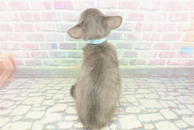 東京都のロシアンブルー (Coo&RIKU浅草店/2025年12月30日生まれ/男の子/ブルー)の子猫の4枚目の画像