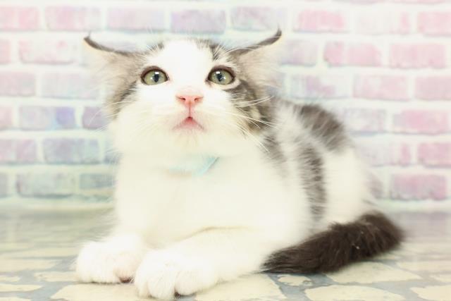 福井県のメインクーン (Coo&RIKU福井店/2025年12月28日生まれ/男の子/ブラウンタビーホワイト)の子猫の2枚目の画像