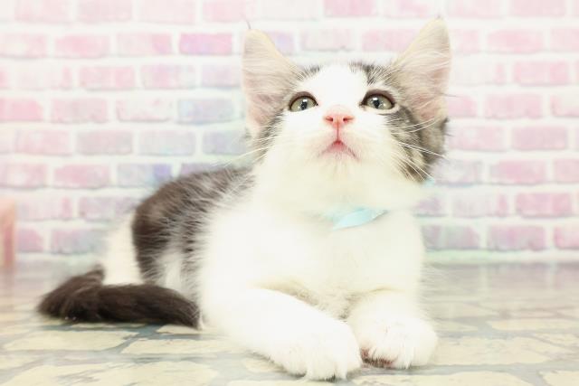 福井県のメインクーン (Coo&RIKU福井店/2025年12月28日生まれ/男の子/ブラウンタビーホワイト)の子猫の3枚目の画像