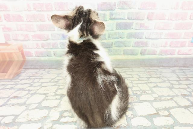 福井県のメインクーン (Coo&RIKU福井店/2025年12月28日生まれ/男の子/ブラウンタビーホワイト)の子猫の4枚目の画像