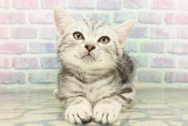 アメリカンショートヘアー