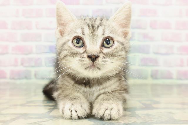 東京都のアメリカンショートヘアー (Coo&RIKU大久保店/2026年1月1日生まれ/男の子/シルバークラシックタビー)の子猫の1枚目の画像