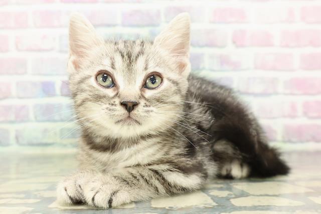東京都のアメリカンショートヘアー (Coo&RIKU大久保店/2026年1月1日生まれ/男の子/シルバークラシックタビー)の子猫の2枚目の画像
