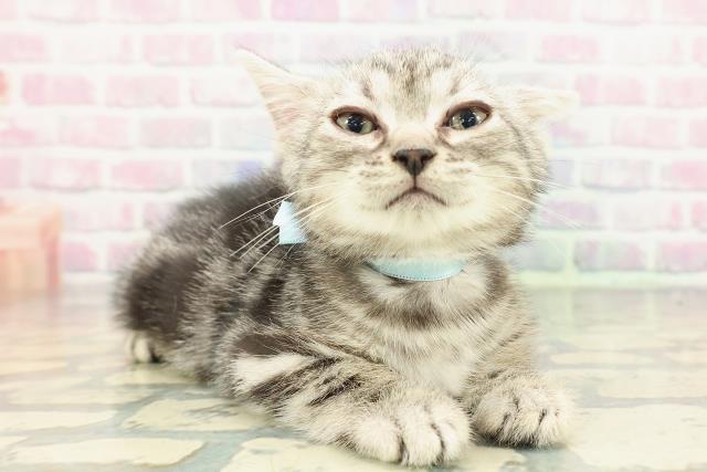 東京都のアメリカンショートヘアー (Coo&RIKU大久保店/2026年1月1日生まれ/男の子/シルバークラシックタビー)の子猫の3枚目の画像