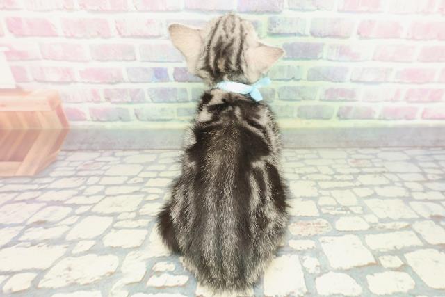 東京都のアメリカンショートヘアー (Coo&RIKU大久保店/2026年1月1日生まれ/男の子/シルバークラシックタビー)の子猫の4枚目の画像