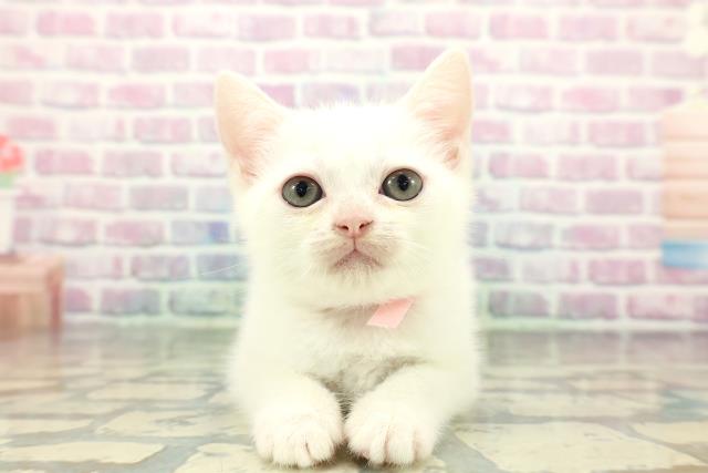 山形県のミヌエット (Coo&RIKU山形店/2025年12月27日生まれ/女の子/ホワイト)の子猫