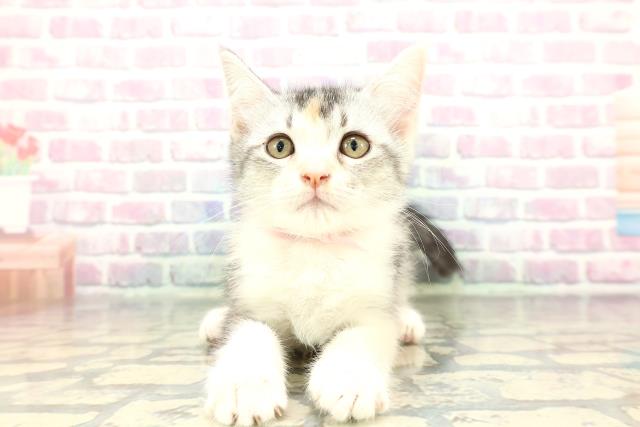 山口県のアメリカンカール (Coo&RIKUサンパークあじす店/2025年12月20日生まれ/女の子/シルバーパッチドタビーホワイト)の子猫の1枚目の画像