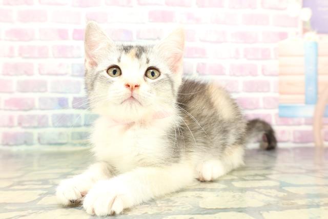 山口県のアメリカンカール (Coo&RIKUサンパークあじす店/2025年12月20日生まれ/女の子/シルバーパッチドタビーホワイト)の子猫の2枚目の画像