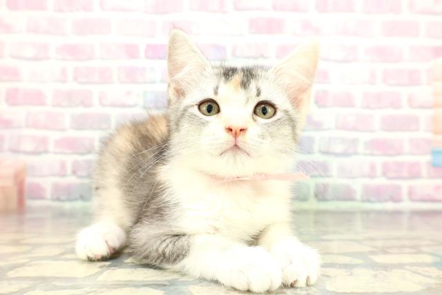 山口県のアメリカンカール (Coo&RIKUサンパークあじす店/2025年12月20日生まれ/女の子/シルバーパッチドタビーホワイト)の子猫の3枚目の画像