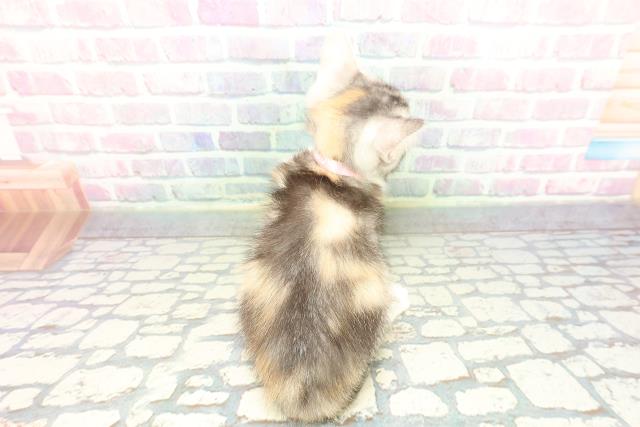 山口県のアメリカンカール (Coo&RIKUサンパークあじす店/2025年12月20日生まれ/女の子/シルバーパッチドタビーホワイト)の子猫の4枚目の画像