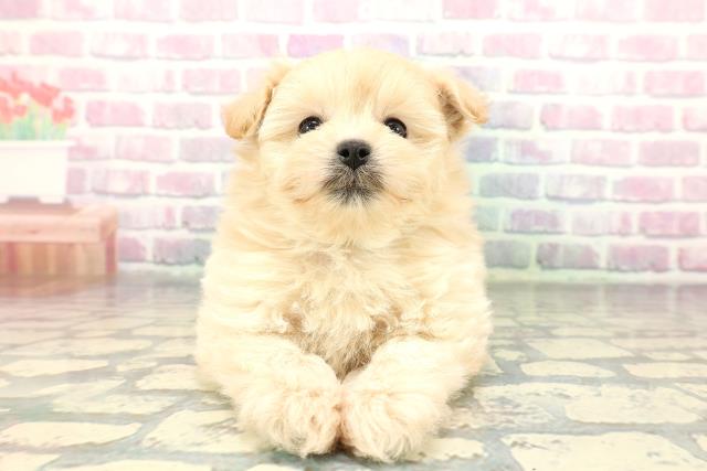 北海道のポメプー(ポメラニアン×プードル) (Coo&RIKU岩見沢店/2026年1月2日生まれ/男の子/アプリコット)の子犬