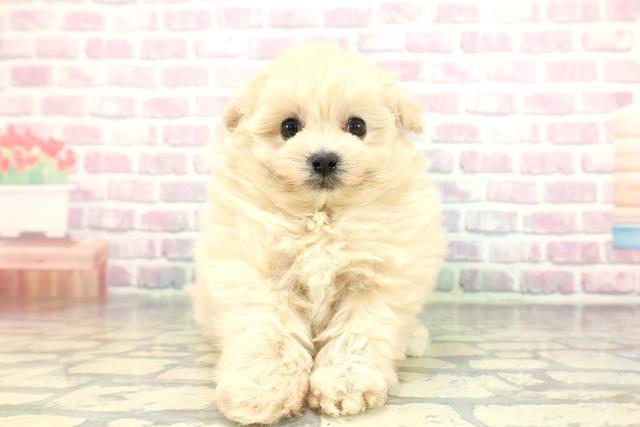 山口県のポメプー(ポメラニアン×プードル) (Coo&RIKUサンパークあじす店/2026年1月2日生まれ/女の子/アプリコット)の子犬の1枚目の画像