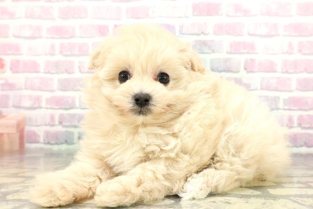 山口県のポメプー(ポメラニアン×プードル) (Coo&RIKUサンパークあじす店/2026年1月2日生まれ/女の子/アプリコット)の子犬の2枚目の画像