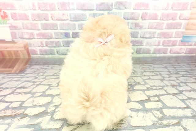 山口県のポメプー(ポメラニアン×プードル) (Coo&RIKUサンパークあじす店/2026年1月2日生まれ/女の子/アプリコット)の子犬の4枚目の画像