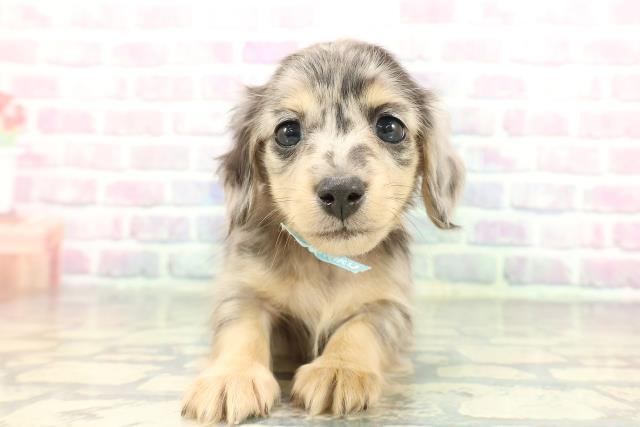 東京都のミニチュアダックスフンド(ロング) (Coo&RIKU秋葉原店/2026年1月3日生まれ/男の子/シルバーダップル)の子犬の1枚目の画像