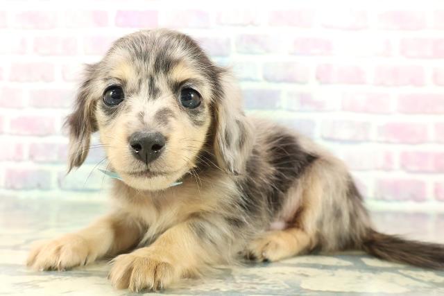 東京都のミニチュアダックスフンド(ロング) (Coo&RIKU秋葉原店/2026年1月3日生まれ/男の子/シルバーダップル)の子犬の2枚目の画像